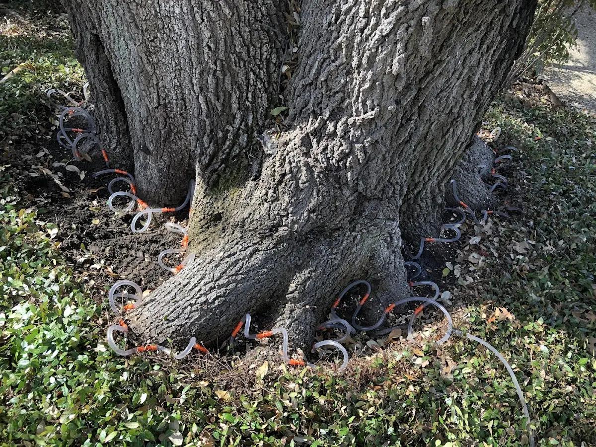 Detailed Tree Cabling and Bracing job site in Camden Point