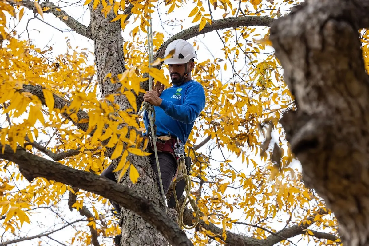 Skilled Tree Pruning crew working in Camden Point